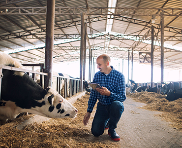 Lactose Intolerance: Challenges in Dairy  Consumption