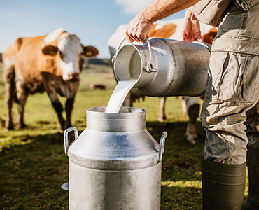 Advances in Dairy Nutrition: Enhancing Milk  Quality